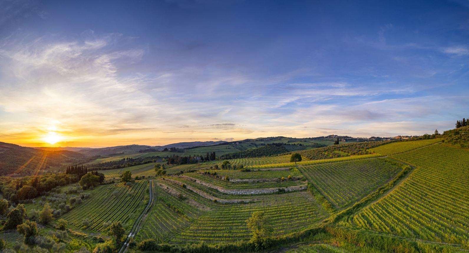 Tuscan Vineyards